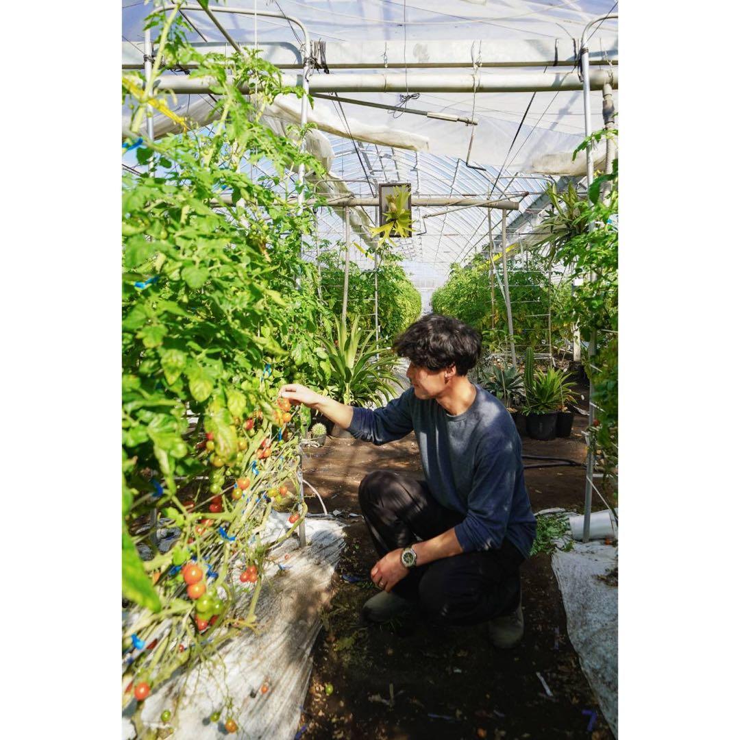 ミニトマト5kg 千果