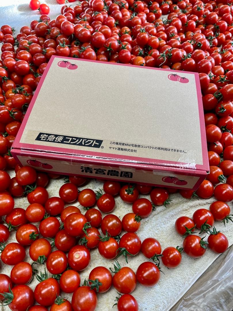 ミニトマト5kg 千果