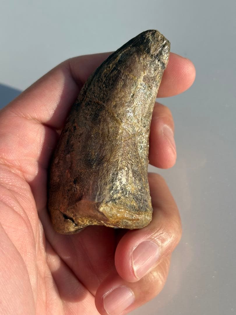 補修2〜3% マダガスカルのラパレントサウルス　フットクロウ　爪　化石　恐竜