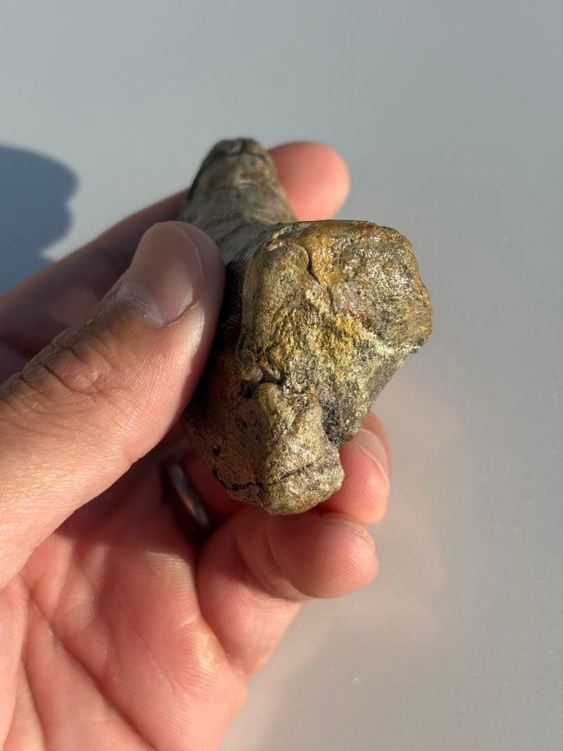 補修2〜3% マダガスカルのラパレントサウルス　フットクロウ　爪　化石　恐竜