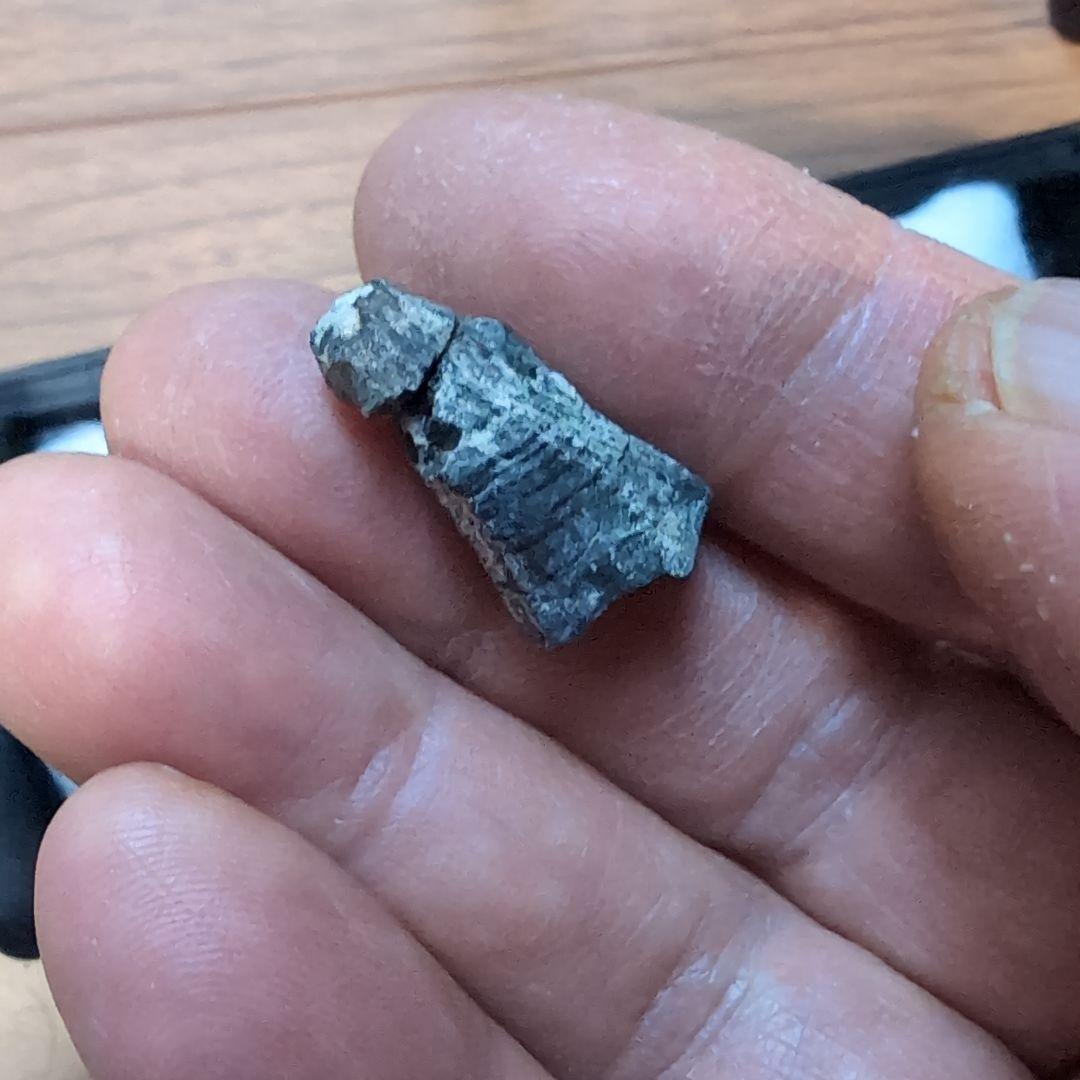 本物　ディノサウルス(ダスプレトサウルス)　歯化石　4個