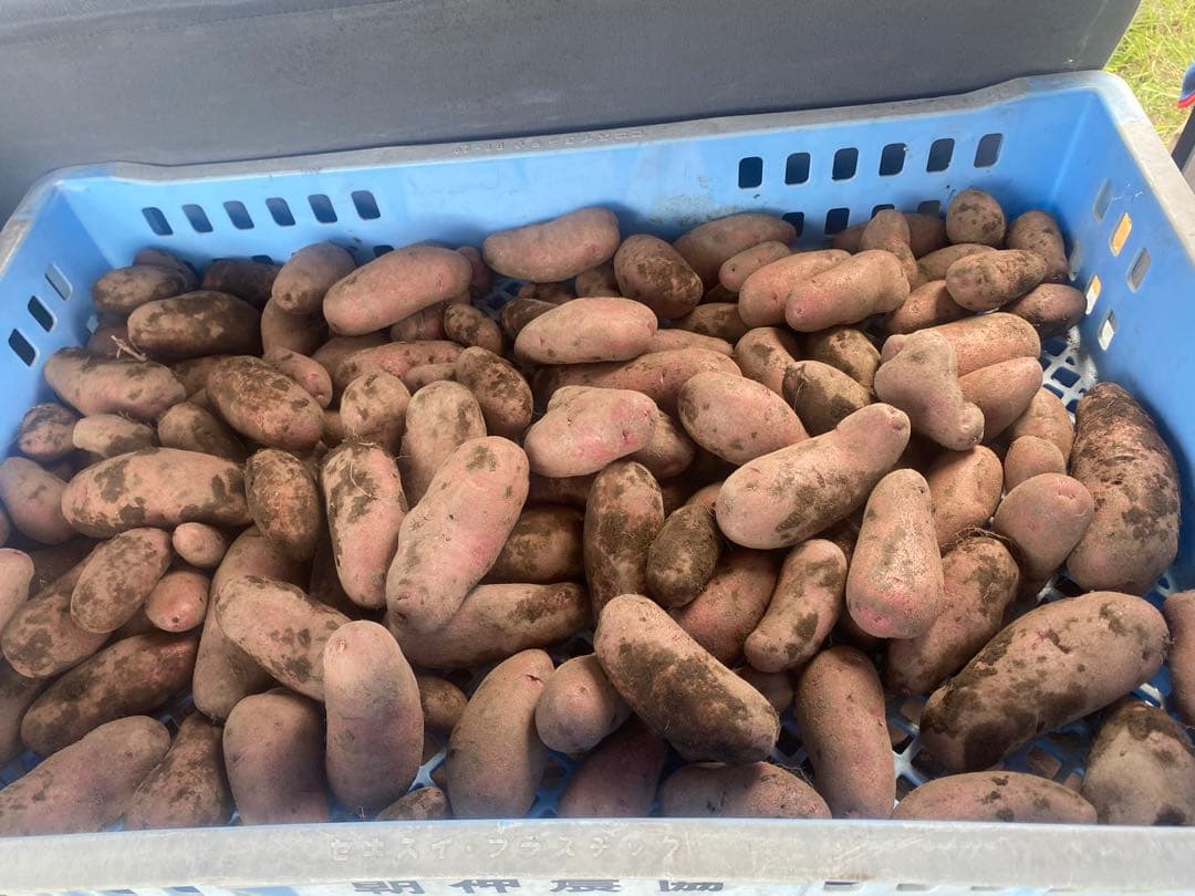 自家栽培で農薬を使用せずに栽培したノーザンルビー10キロ