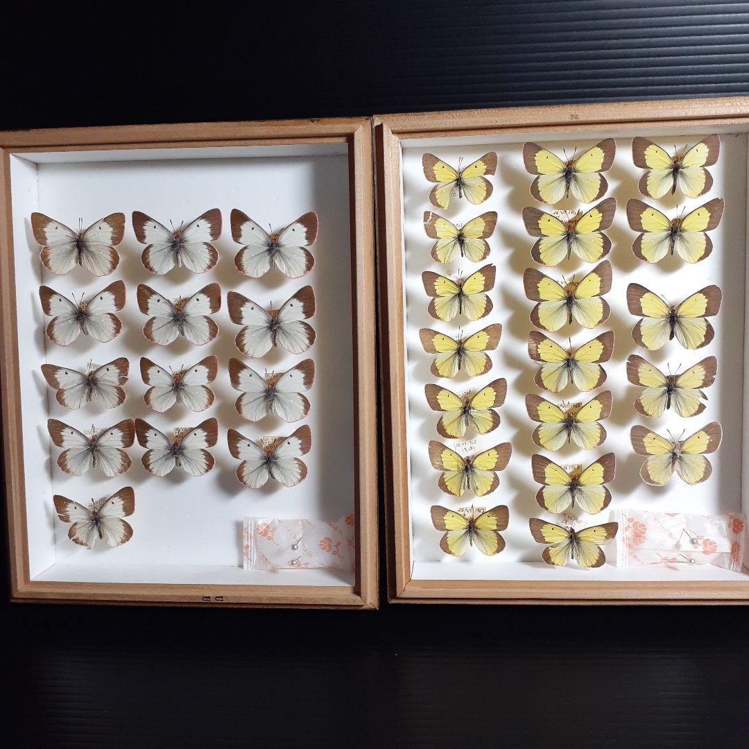 蝶標本　ミヤマモンキチョウ　(規制前採集)ドイツ標本箱二箱入り