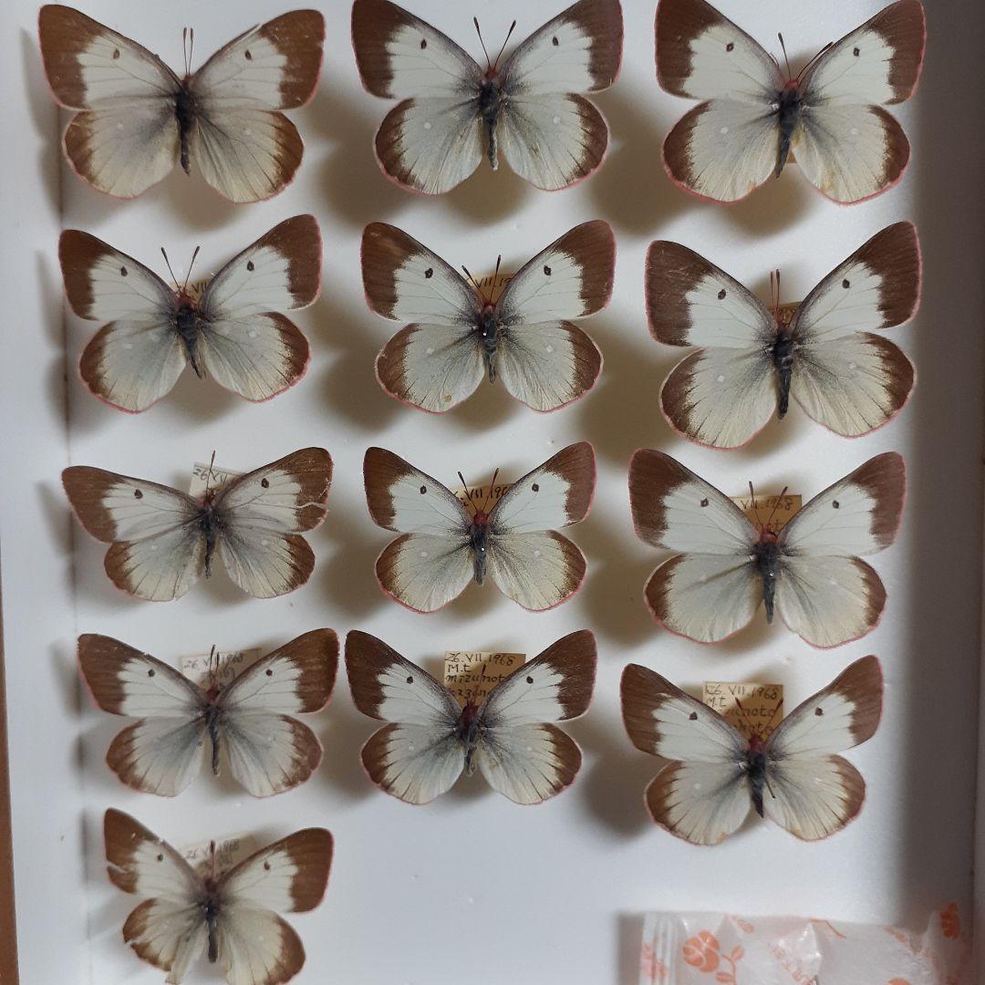 蝶標本　ミヤマモンキチョウ　(規制前採集)ドイツ標本箱二箱入り