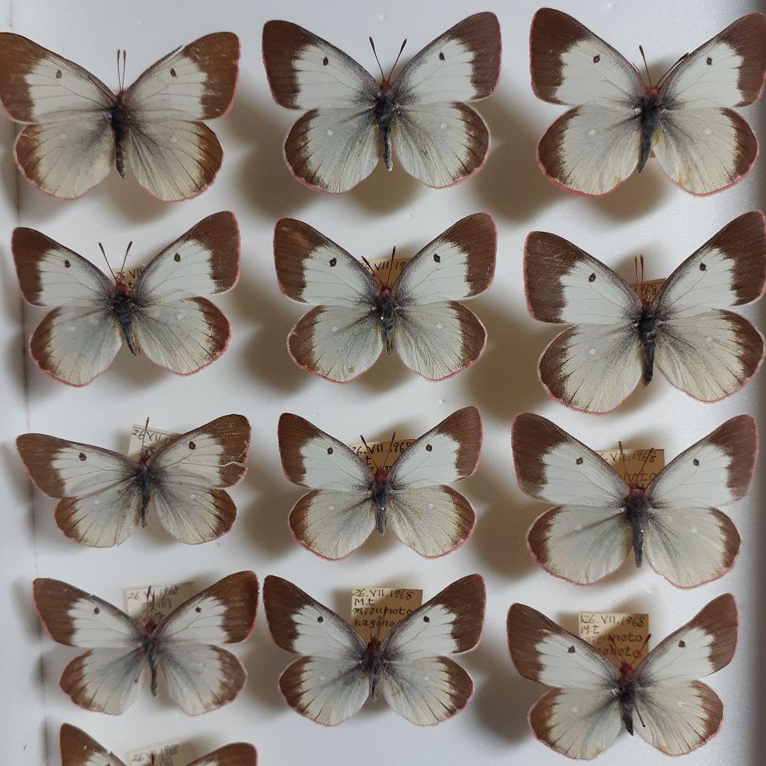 蝶標本　ミヤマモンキチョウ　(規制前採集)ドイツ標本箱二箱入り