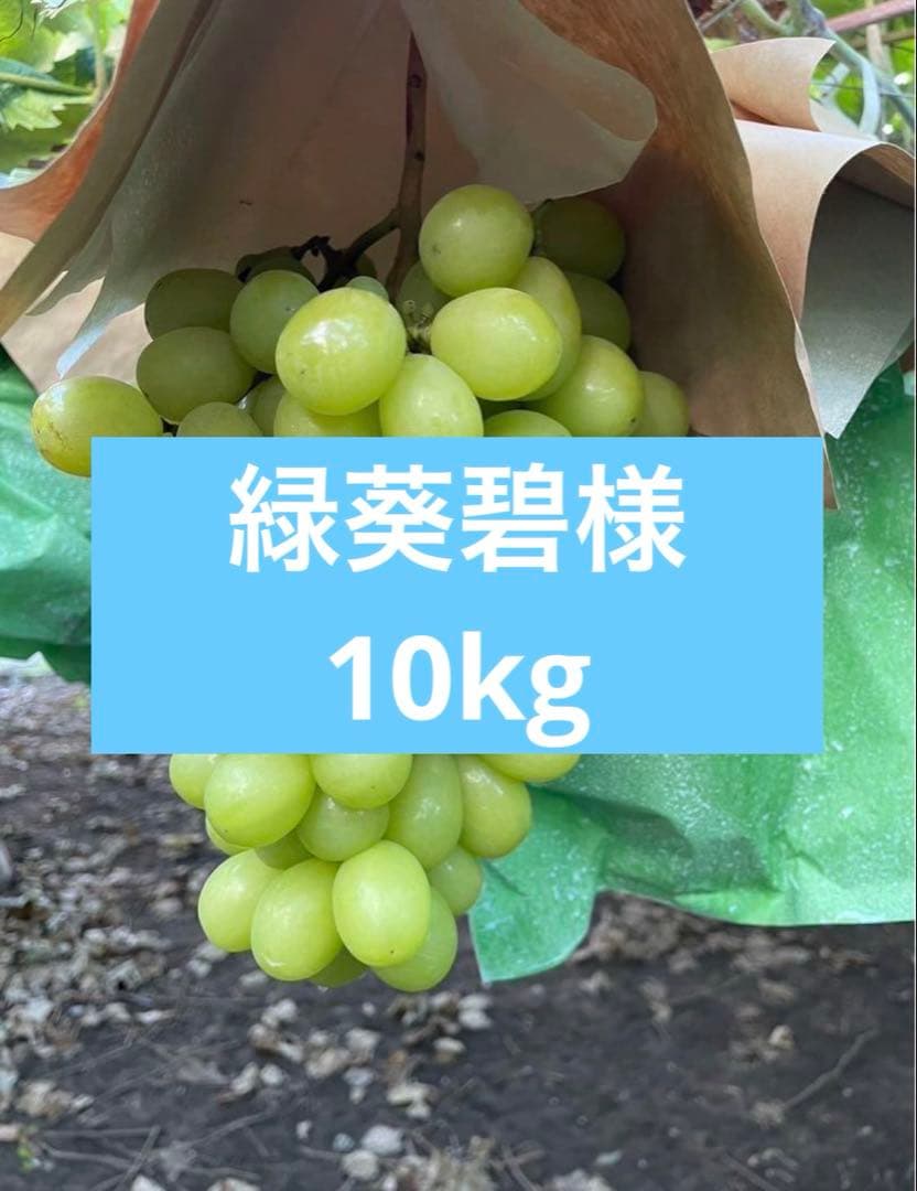 10kg 緑葵碧