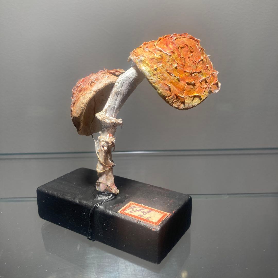 フランス　きのこ　模型　ビンテージ　実験　レトロ　石膏