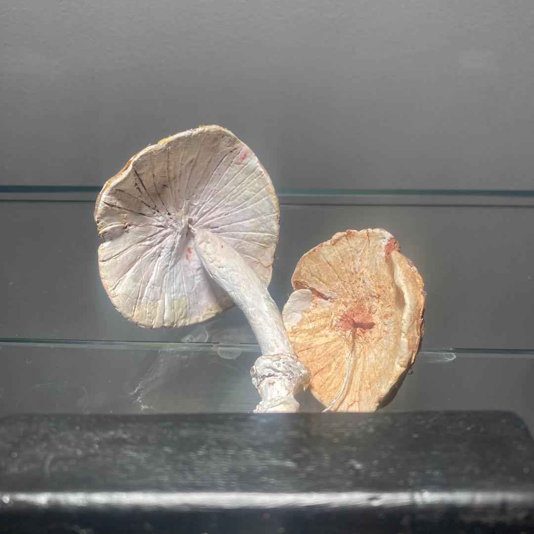 フランス　きのこ　模型　ビンテージ　実験　レトロ　石膏