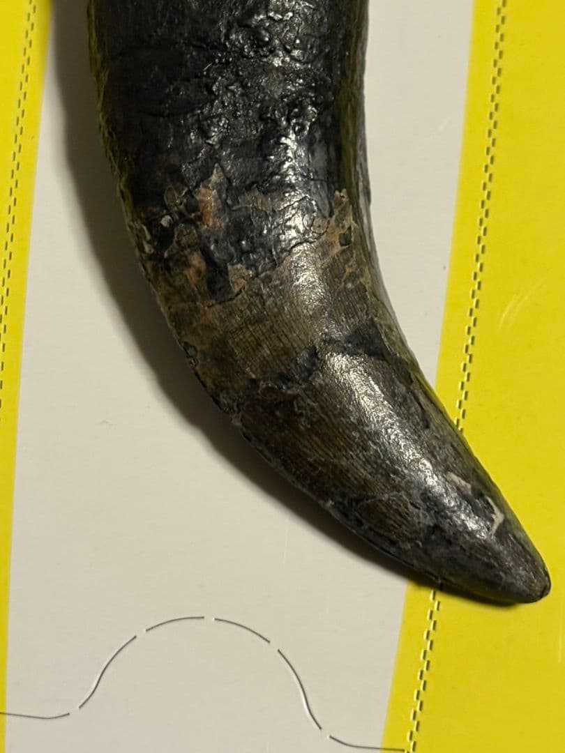 恐竜　歯　化石