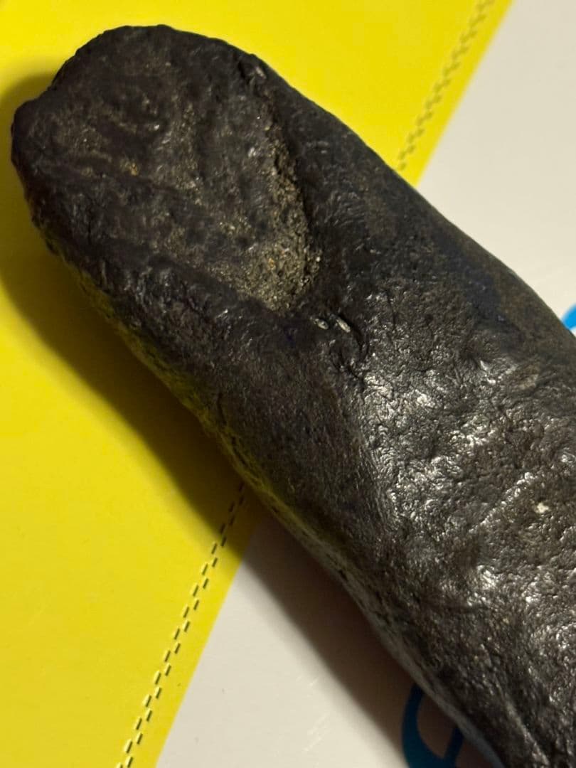 恐竜　歯　化石