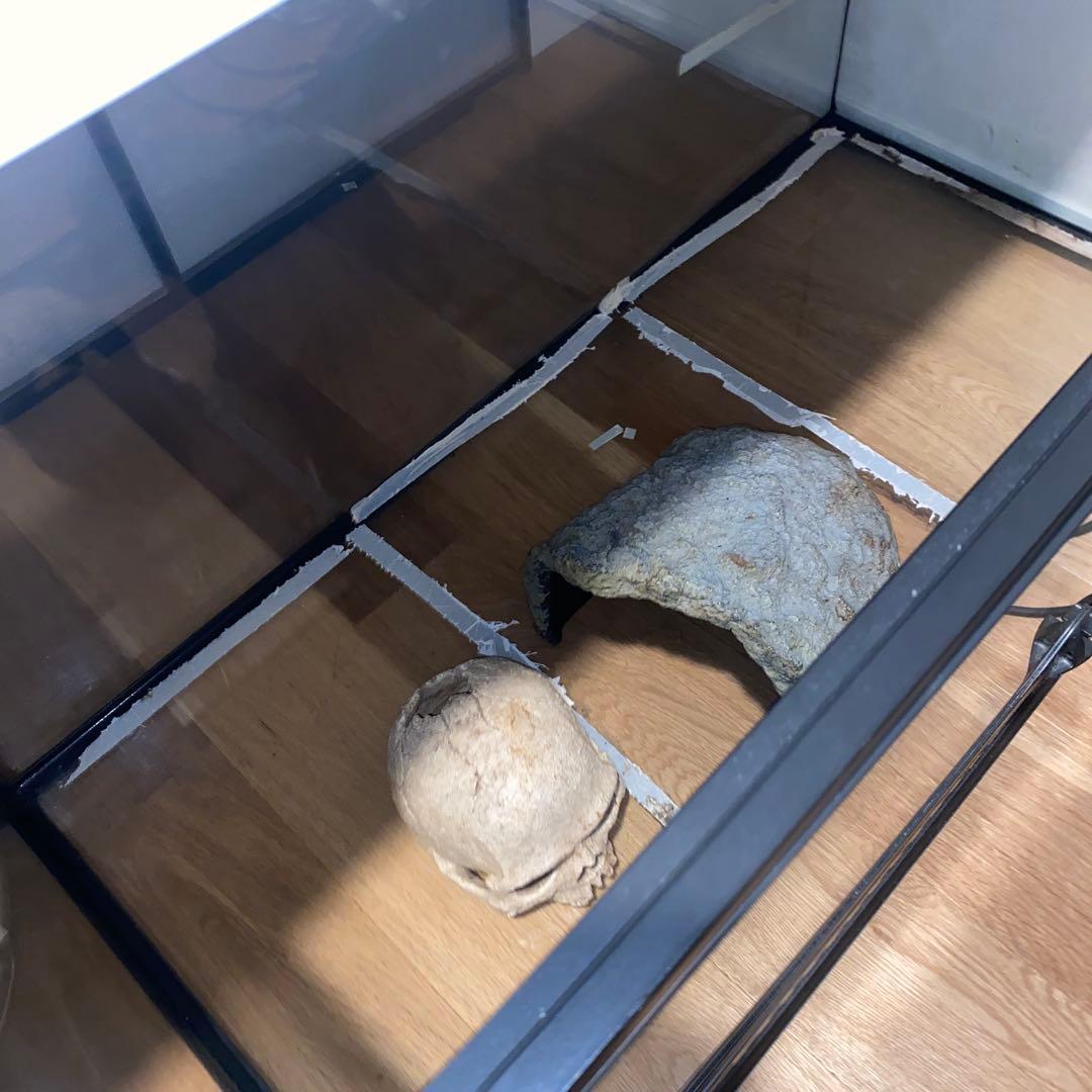 中型透明ガラス飼育ケース