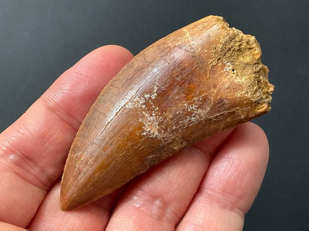 カルカロドントサウルスの歯 [DS364] 化石 恐竜の歯