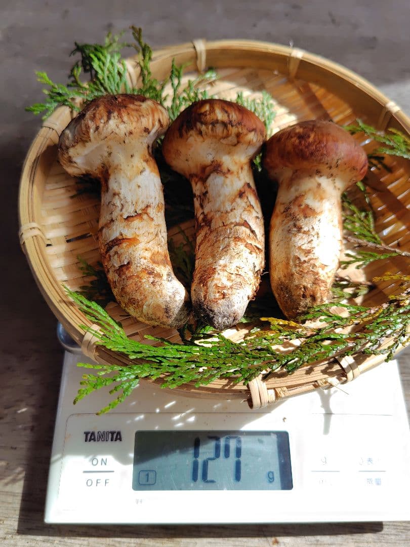 上つぼみ 松茸 127g すだちつき 信州 北アルプス産 天然きのこ 長野 国産