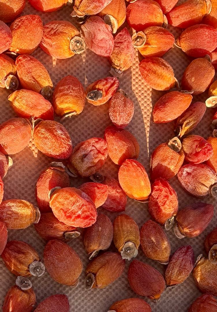 市田柿 干し柿 12袋セット 3kg