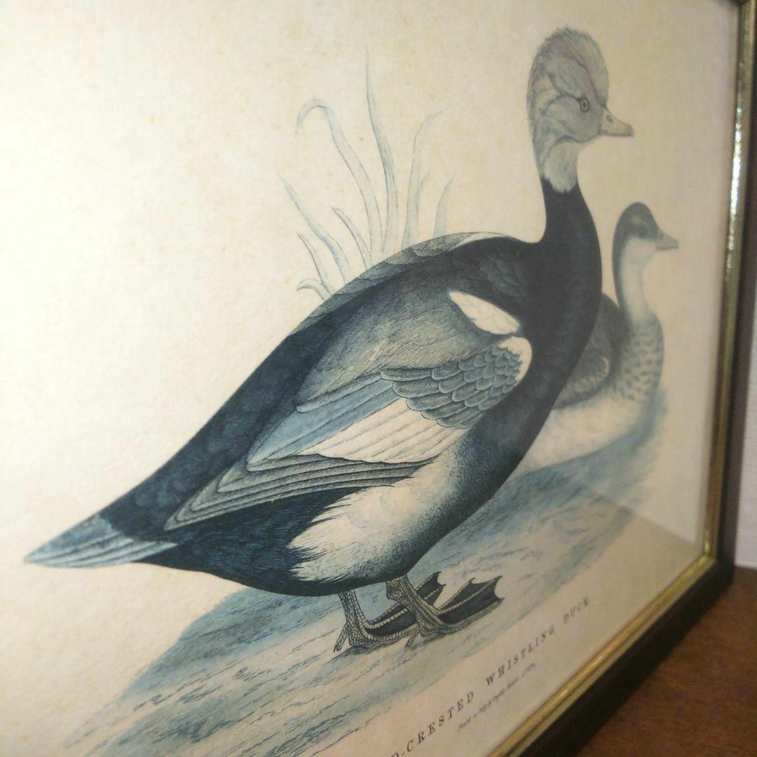 M*e様 Grafiche Tasgotti イタリアン プリント 水鳥 ４点セ