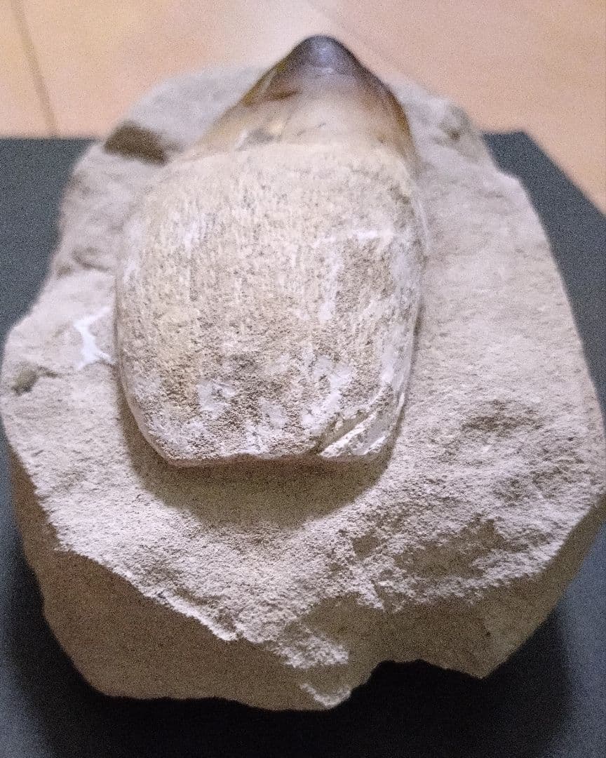 モロッコ産モササウルスの歯歯根と母岩付　プログナソドン ギガンデス