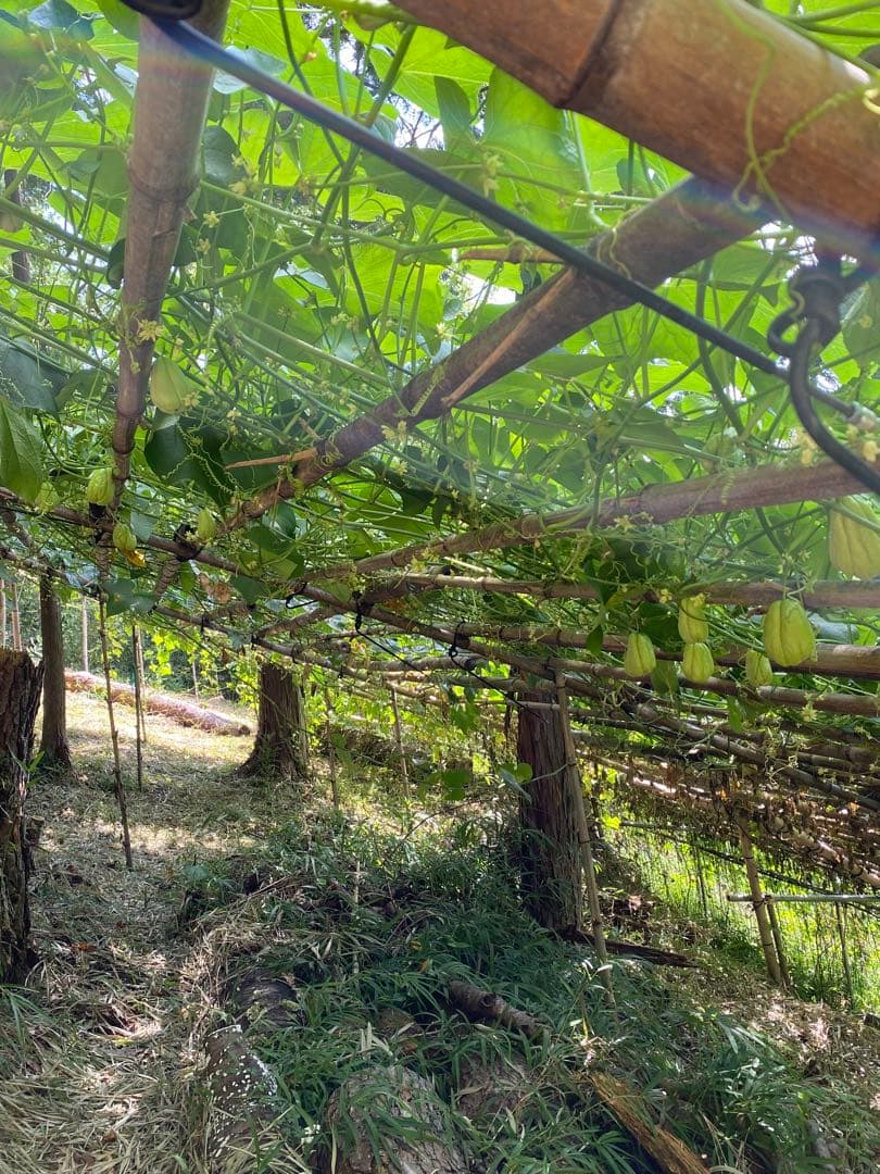ハヤトウリ　16キロ 富士山麓産