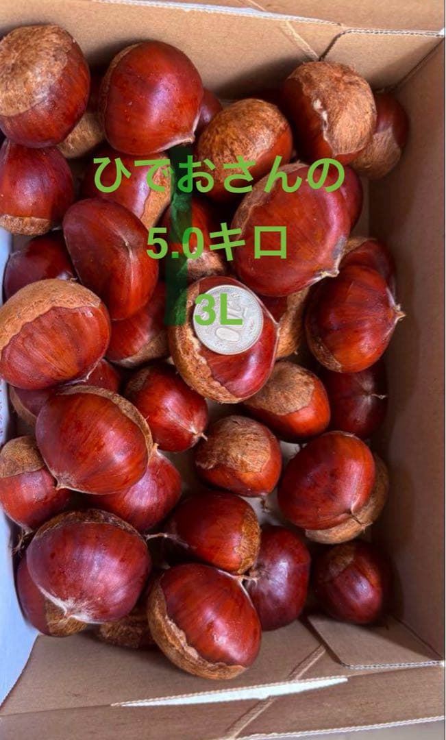栗 生栗 5.0キロ　農薬不使用 サイズ(3L)