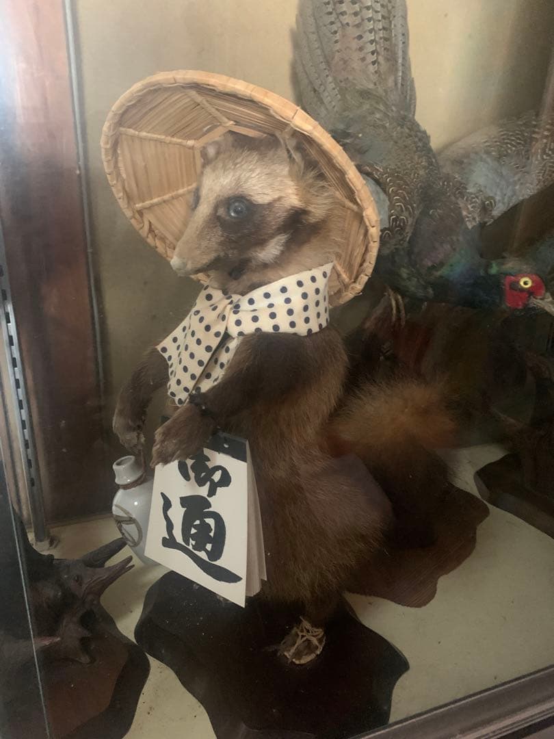 タヌキの剥製標本 竹製帽子 水玉模様