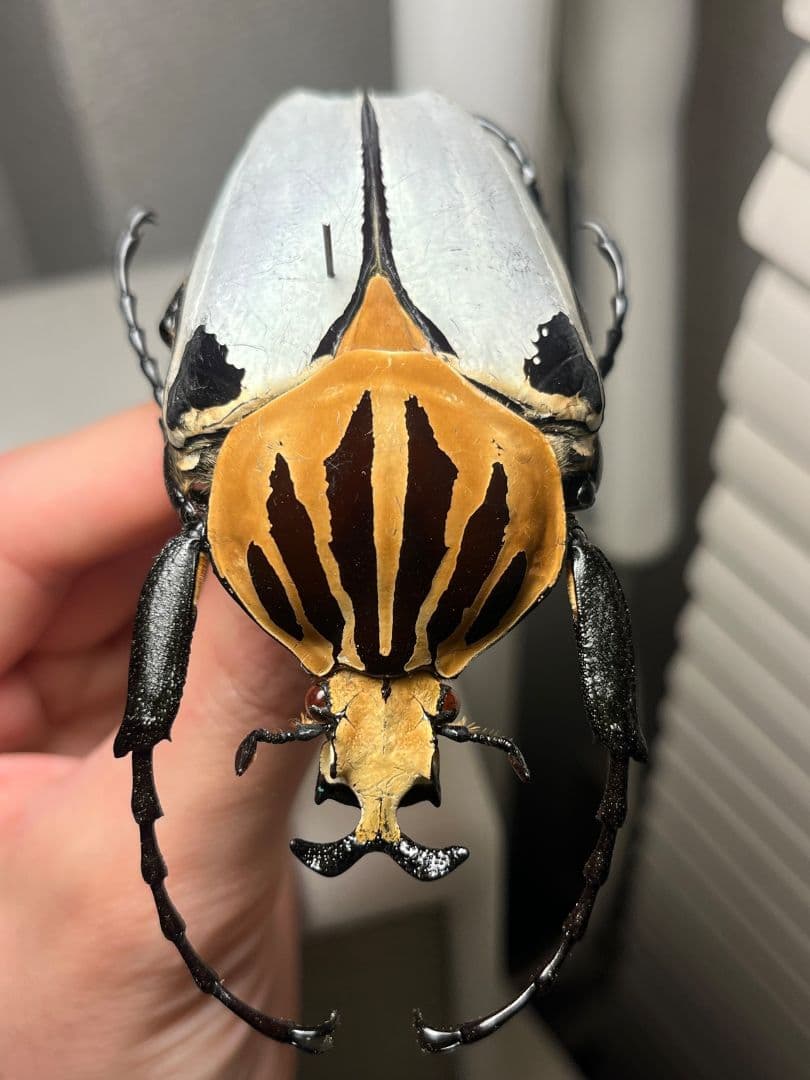 【極BIG】カタモンゴライアスオオツノハナムグ 81mm程♂ Goliath標本