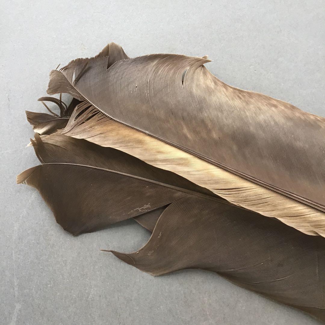 茶道具　羽箒(孔雀羽入り) 紙箱(修復歴あり、紙箱劣化有)　S21HB