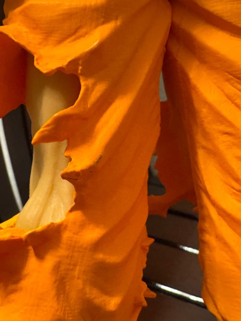 ホワイトアースドラゴンボール　SMSP 悟空　原作カラー