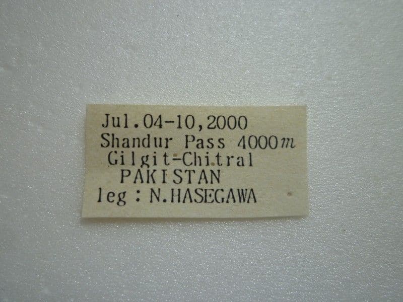 【外国産蝶標本】チャールトンウスバ♂/パキスタン.シャンドール峠産/71.2mm