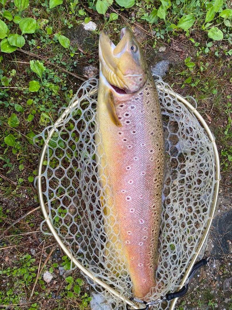 SHIMANO トラウトワン エリアスペシャル66UL