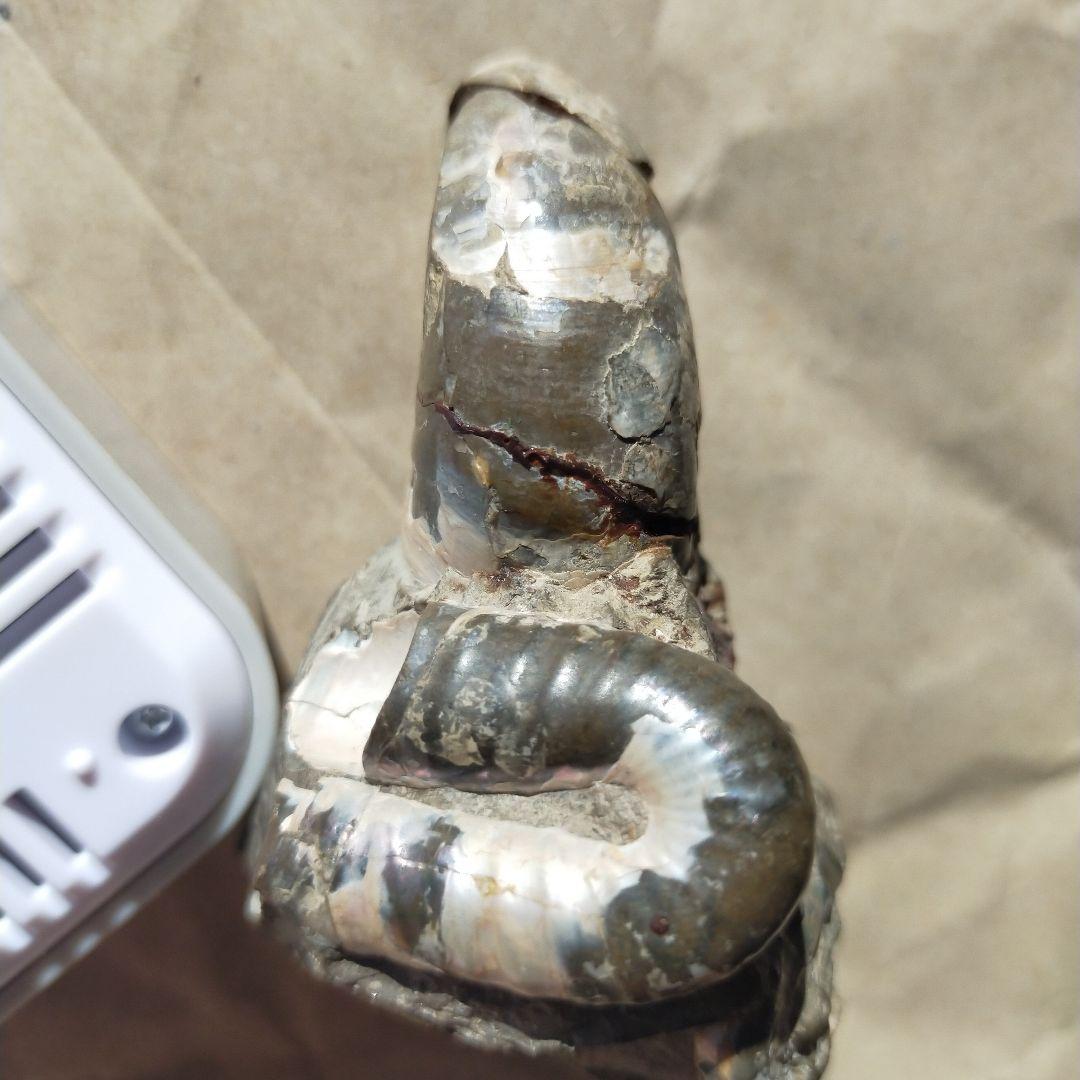 アンモナイト化石 約9cm