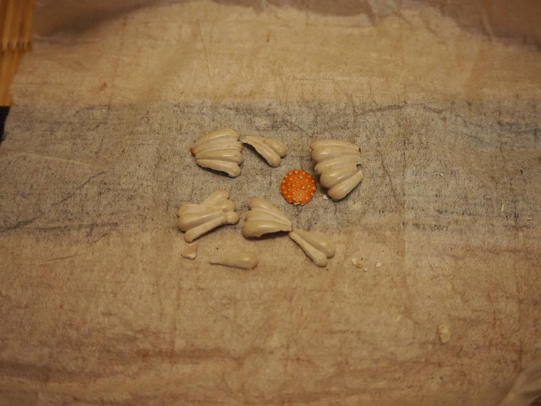 土佐光貞自筆『立雛図』（時代箱）