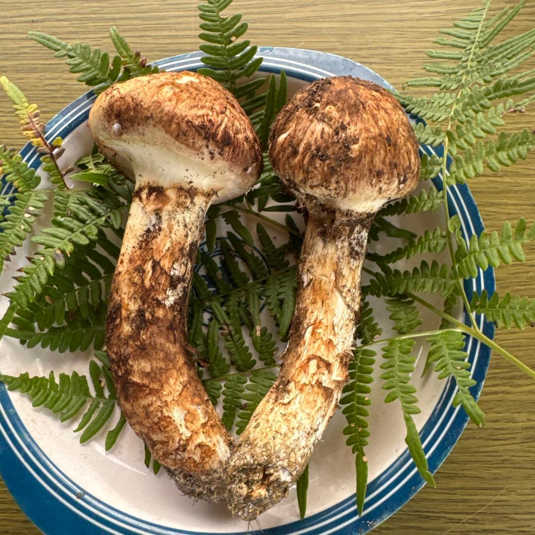 10/25朝採れ南信州産松茸170g