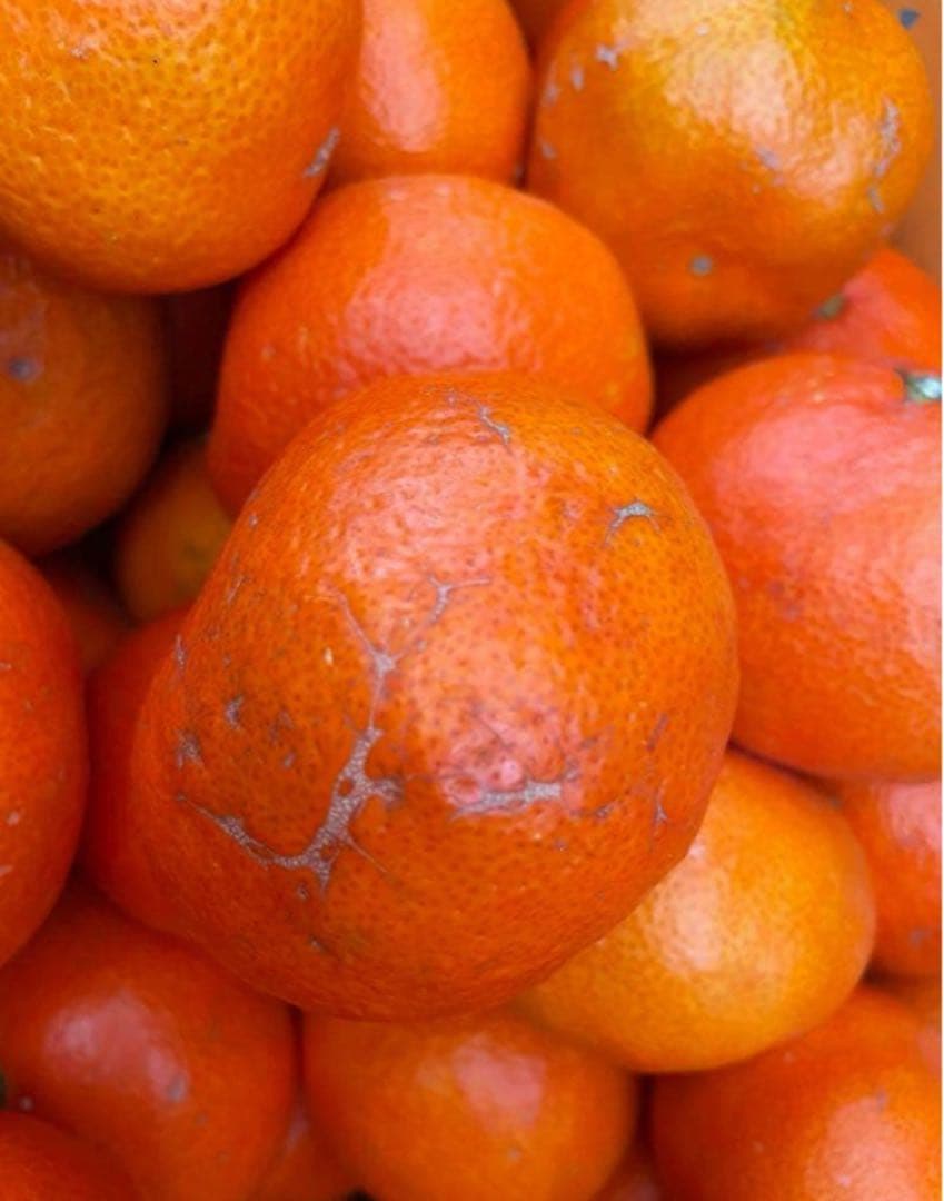 香川県産　小原紅早生みかん　家庭用9.5〜10キロ　2箱