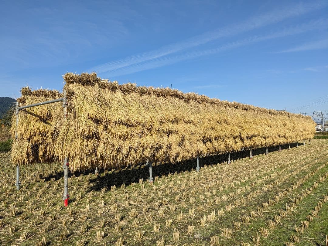 こだわりのお米 玄米10kg [天日干し・無農薬・有機肥料・籾保存]_2