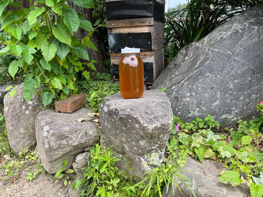 日本ミツバチ蜂蜜☆1200g×2