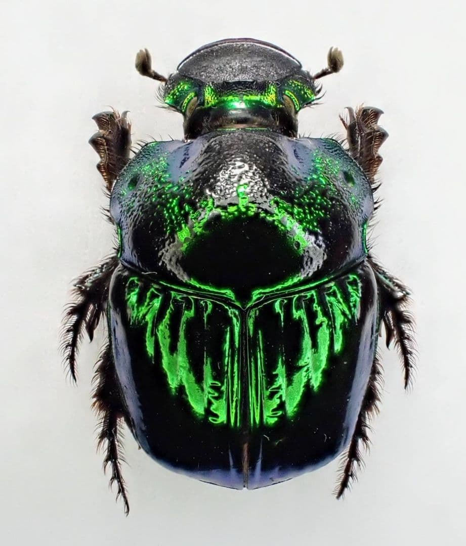 デーモンニジダイコクコガネ　ペア