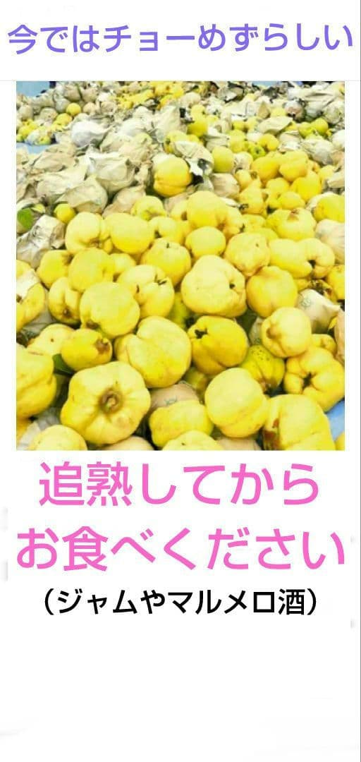 北海道産　マルメロ　9.6kg（44個）ラスト出品です