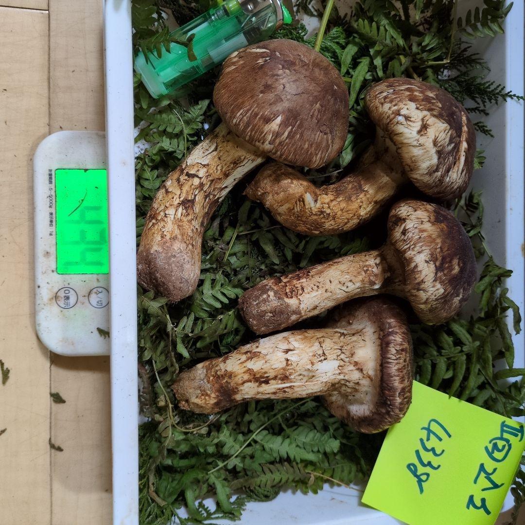 和歌山松茸 新鮮朝市　込み込み　433㌘