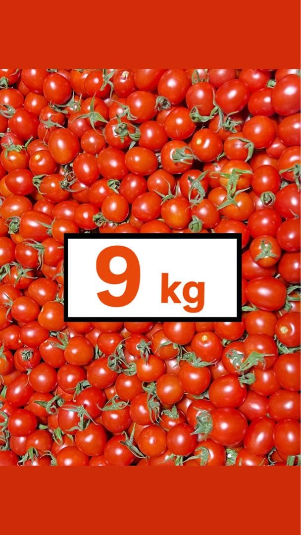 【長崎県産ミニトマト】9kg 規格外品が混ざってる物にてお得！