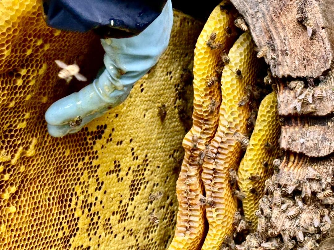 二ホンミツバチの天然非加熱・無農薬・無添加蜂蜜　2本セット