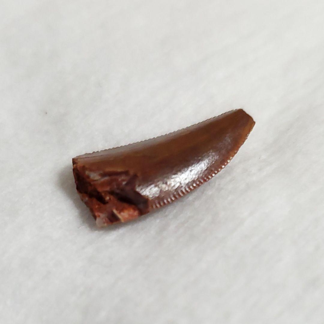 ラプトル 化石 歯 恐竜 本物 モロッコ産 16.92mm  fra30
