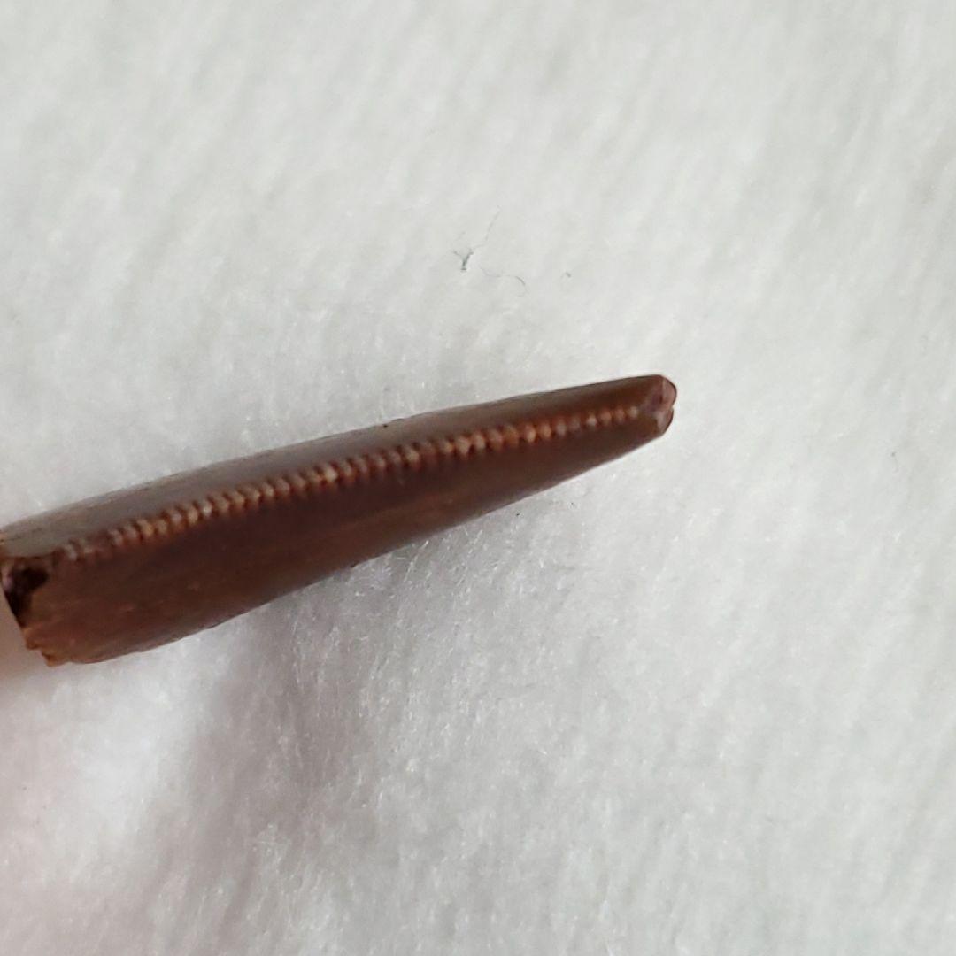 ラプトル 化石 歯 恐竜 本物 モロッコ産 16.92mm  fra30