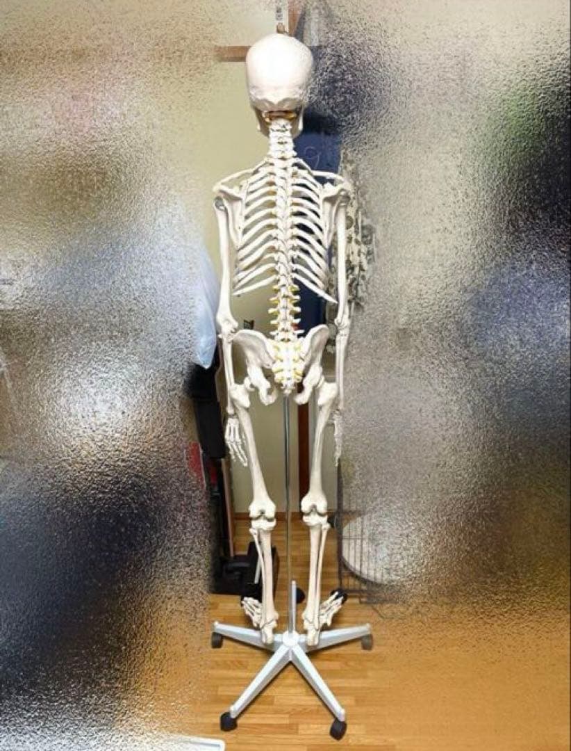 等身大 骨模型 美品 人体模型 骸骨 骨格標本 オブジェ