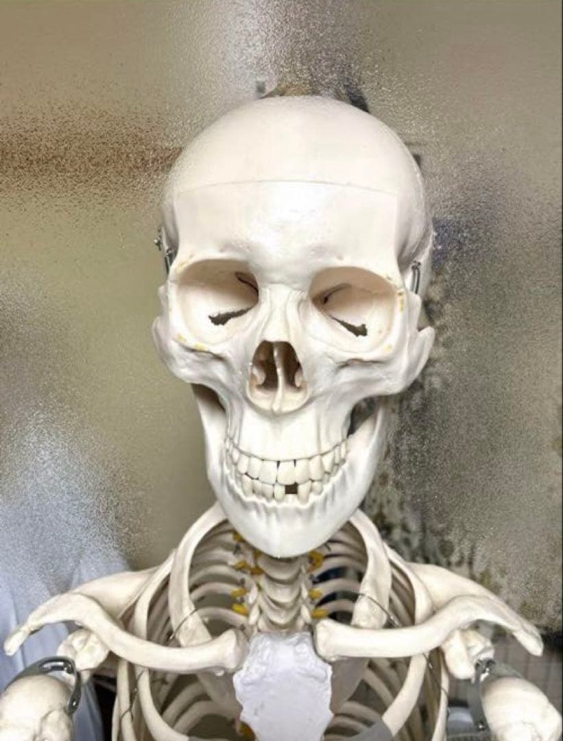 等身大 骨模型 美品 人体模型 骸骨 骨格標本 オブジェ