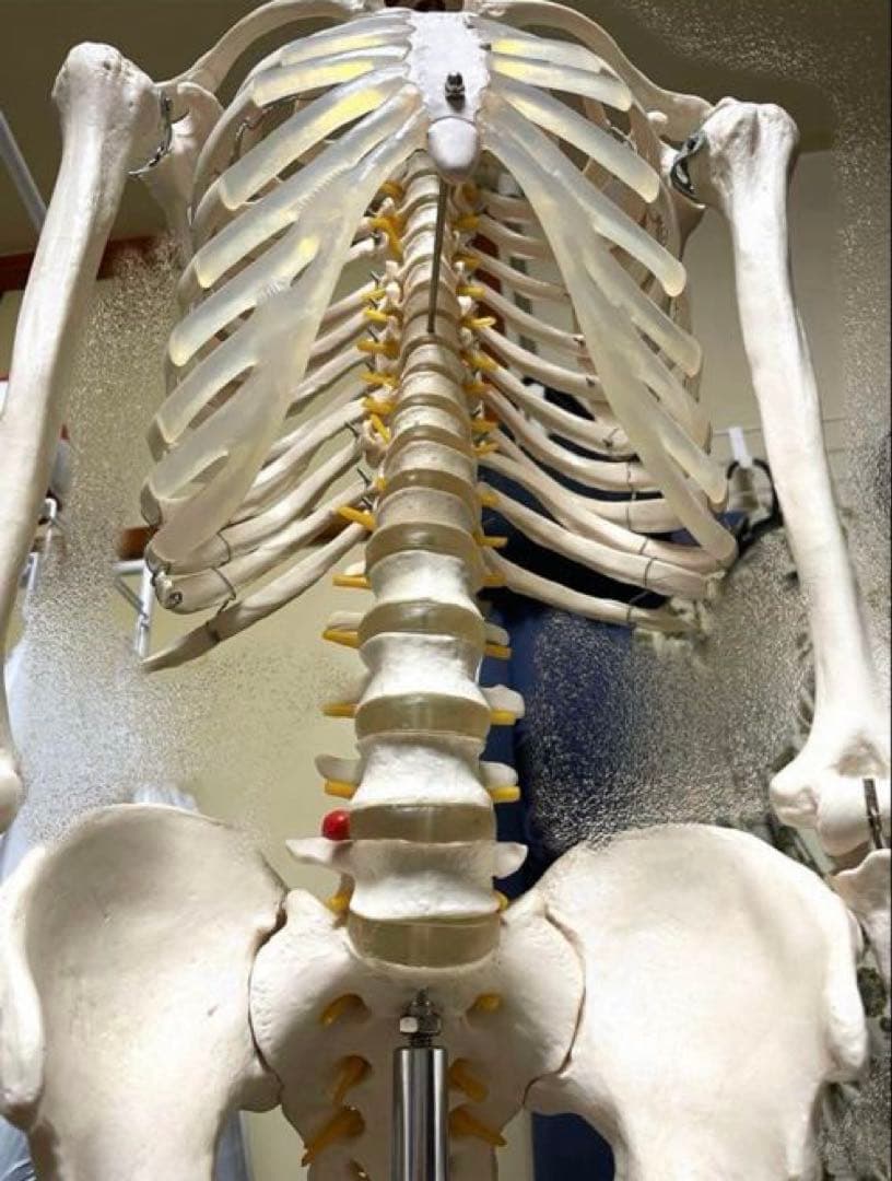 等身大 骨模型 美品 人体模型 骸骨 骨格標本 オブジェ