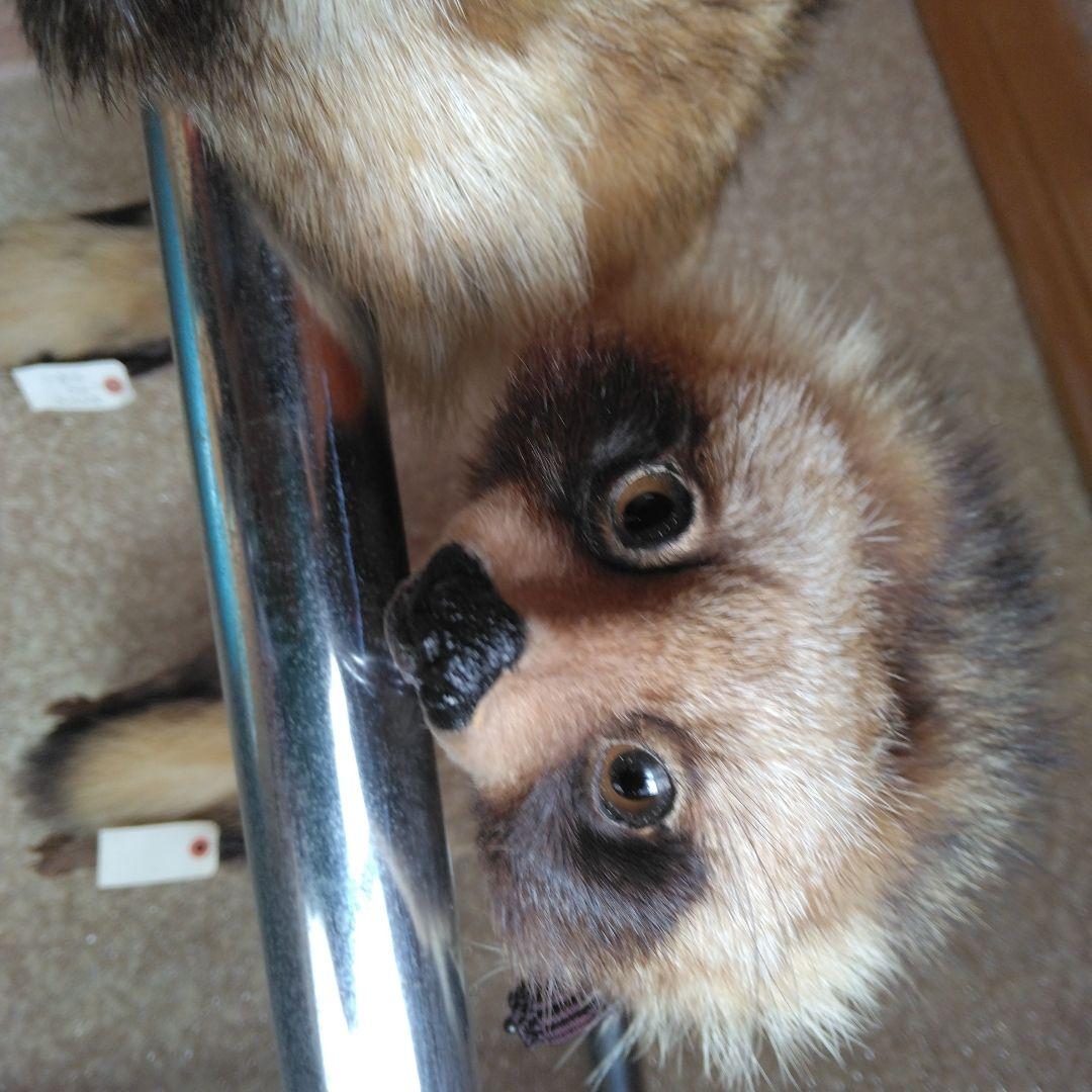 タヌキ剥製　ラクーンドック 毛皮　 小型　マフラー　リアルファー