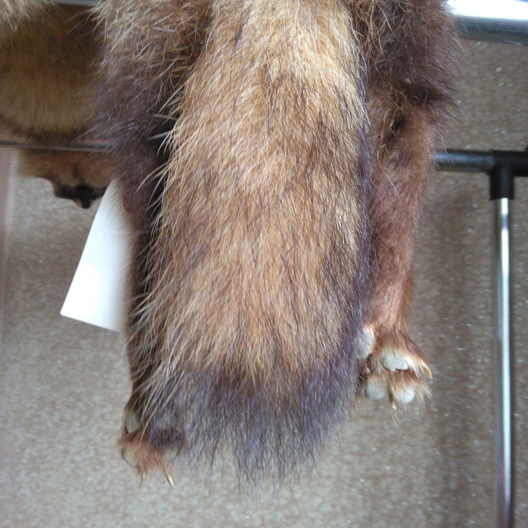 タヌキ剥製　ラクーンドック 毛皮　 小型　マフラー　リアルファー