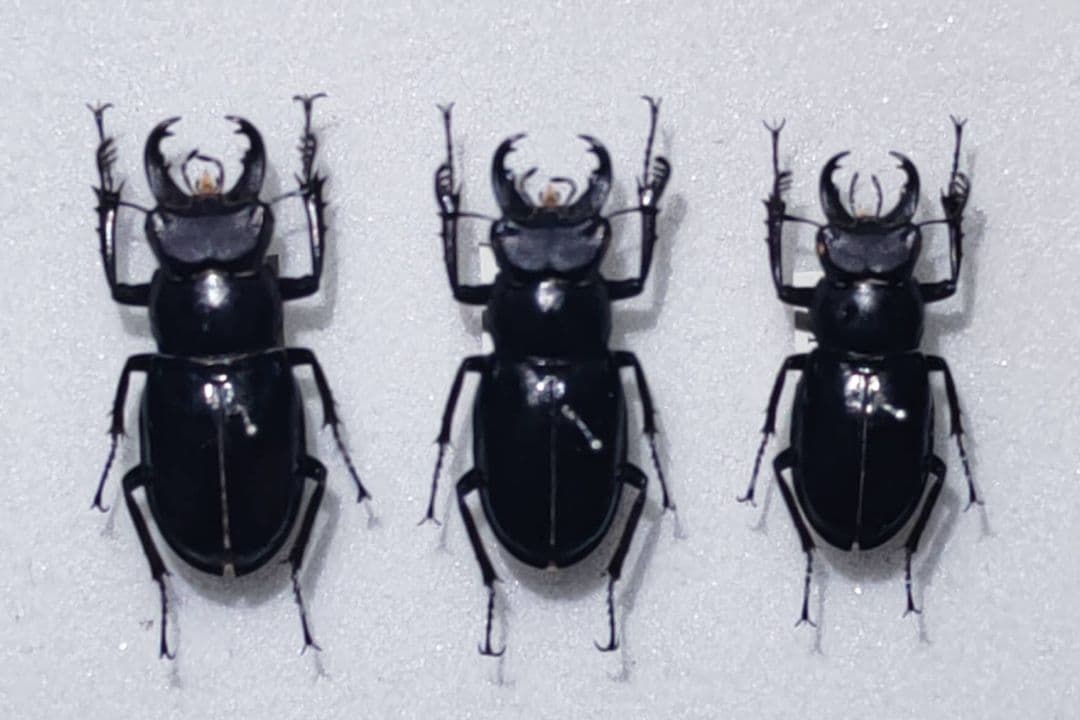 ミクラミヤマクワガタ 標本