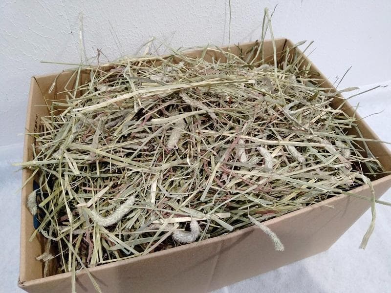 【処分価格】 カナダ産 チモシー 50kg スーパープレミアム １番刈り