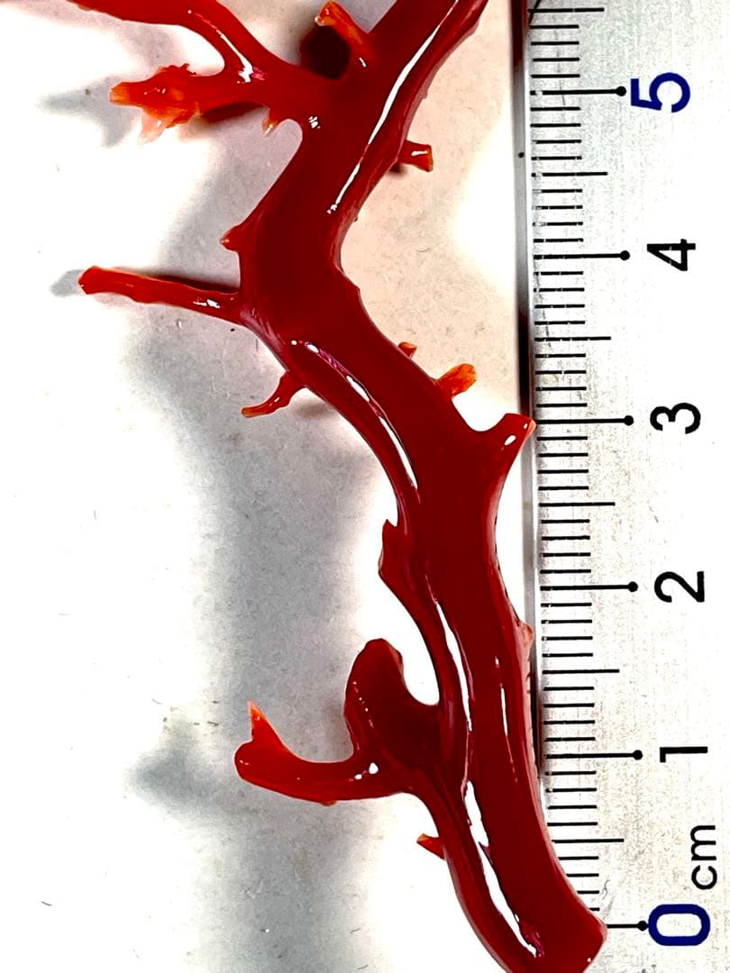 タ*キ様 天然赤珊瑚 枝ルース 約10cm 高知県産　#ー02