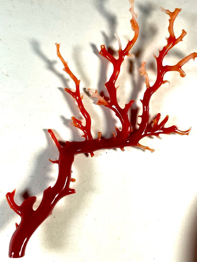 タ*キ様 天然赤珊瑚 枝ルース 約10cm 高知県産　#ー02